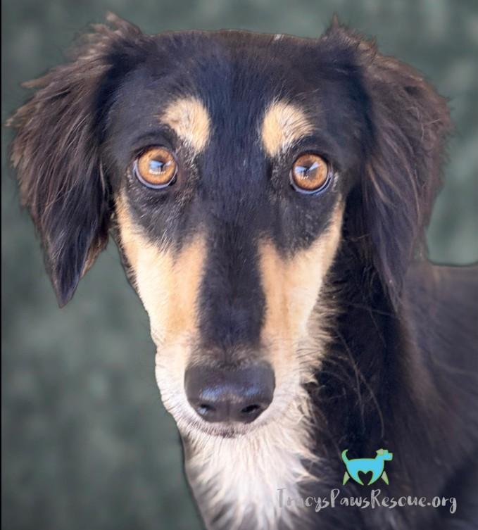 Roman-Royal dog of Egypt, an adoptable Saluki in San Antonio, TX, 78230 | Photo Image 1