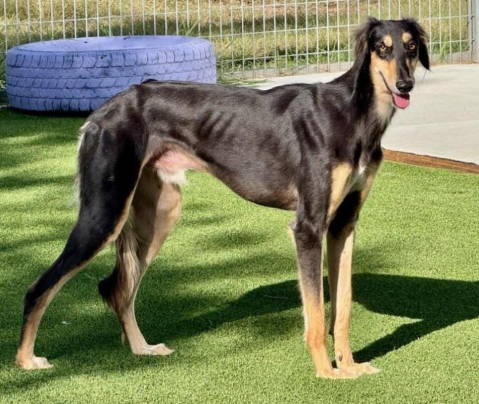 Roman-Royal dog of Egypt, an adoptable Saluki in San Antonio, TX, 78230 | Photo Image 2