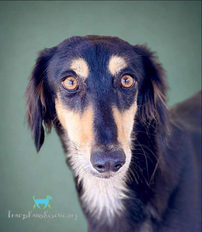 Roman-Royal dog of Egypt, an adoptable Saluki in San Antonio, TX, 78230 | Photo Image 3