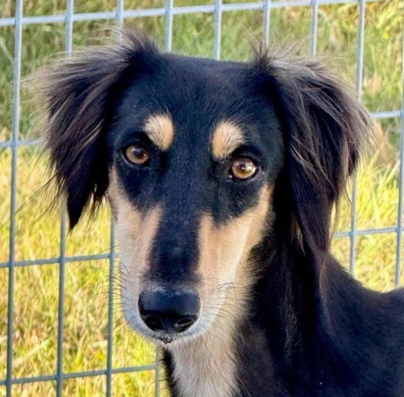 Roman-Royal dog of Egypt, an adoptable Saluki in San Antonio, TX, 78230 | Photo Image 4
