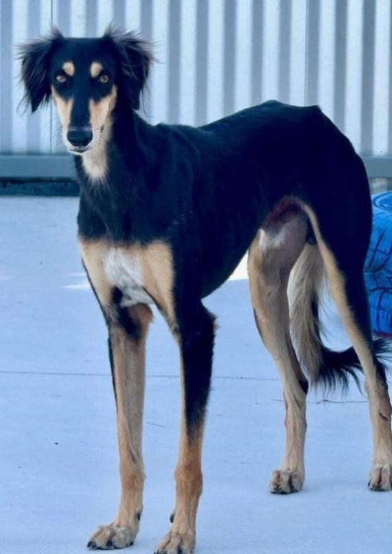 Roman-Royal dog of Egypt, an adoptable Saluki in San Antonio, TX, 78230 | Photo Image 5