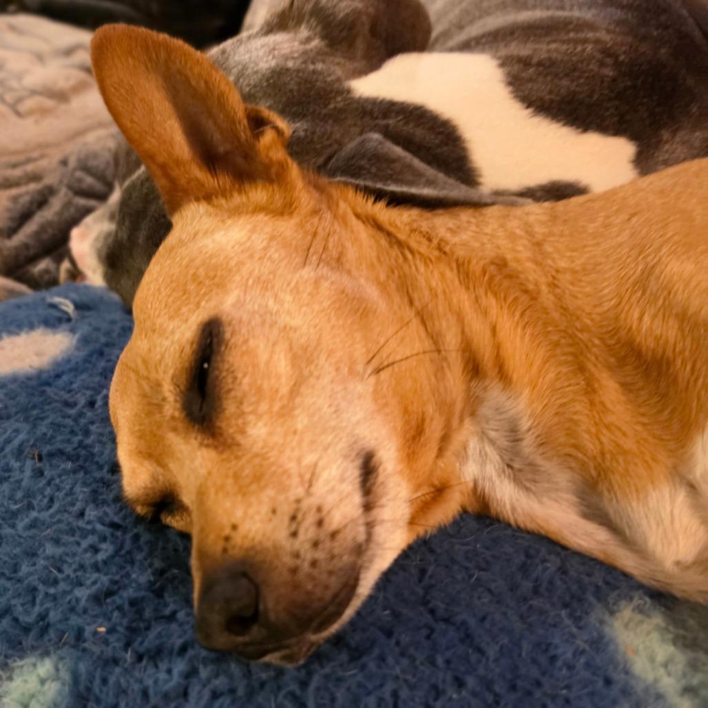 Max, Adoptable, Senior Male Chihuahua & Rat Terrier.