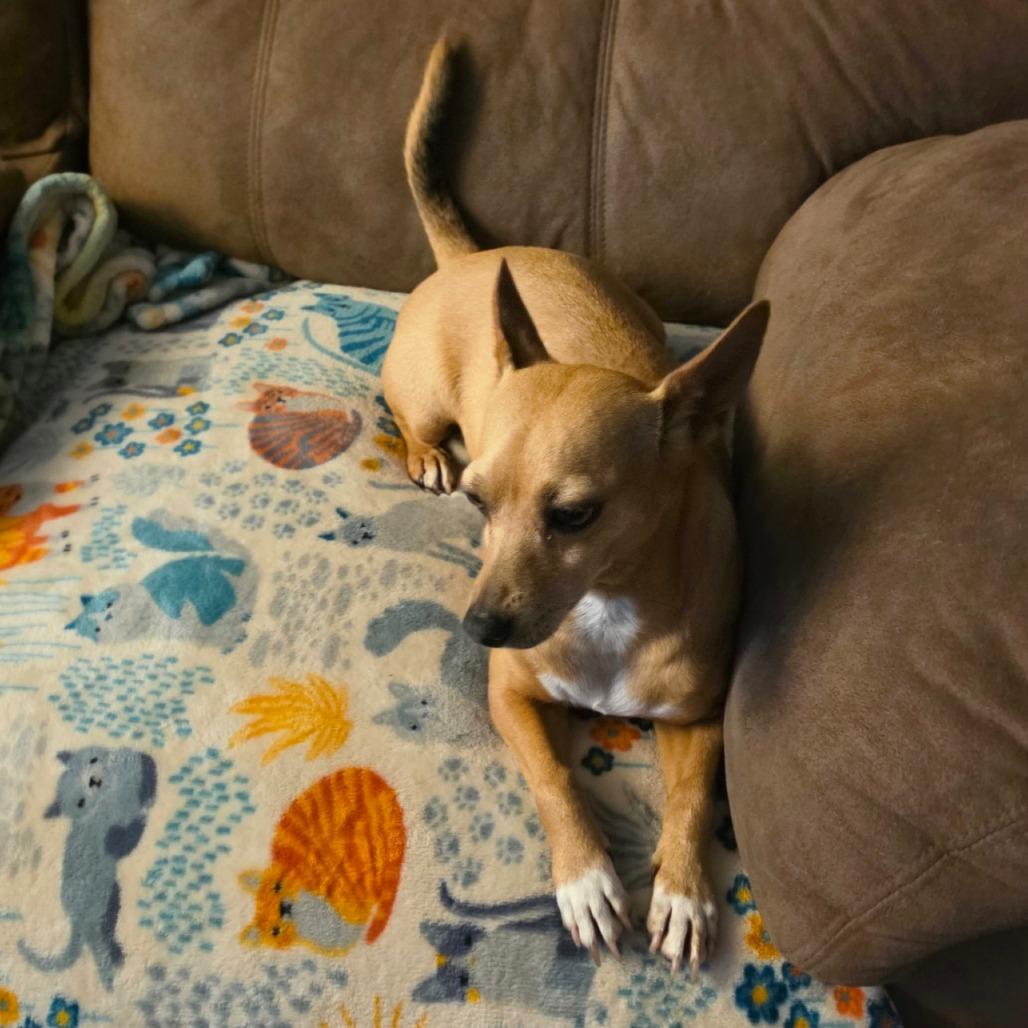 Enlarge Max, a Adoptable mixed breed in Newcastle, OK image 2/6