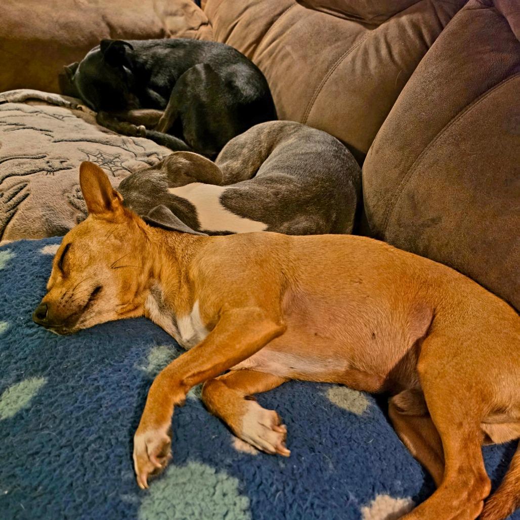 Enlarge Max, a Adoptable mixed breed in Newcastle, OK image 3/6