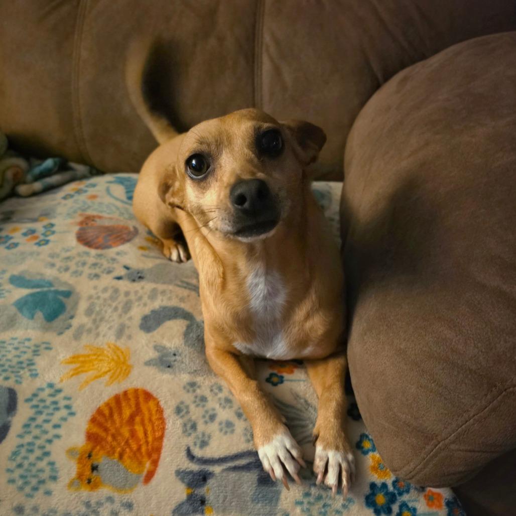 Enlarge Max, a Adoptable mixed breed in Newcastle, OK image 4/6