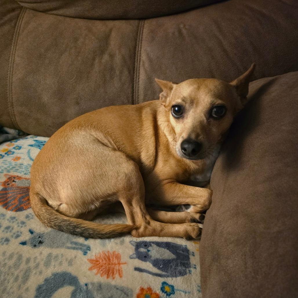 Enlarge Max, a Adoptable mixed breed in Newcastle, OK image 6/6