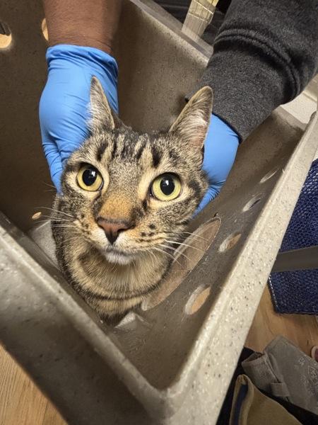 Stellaris - Bonded W/ Lucielle, Adoptable, Adult Female Domestic Short Hair.