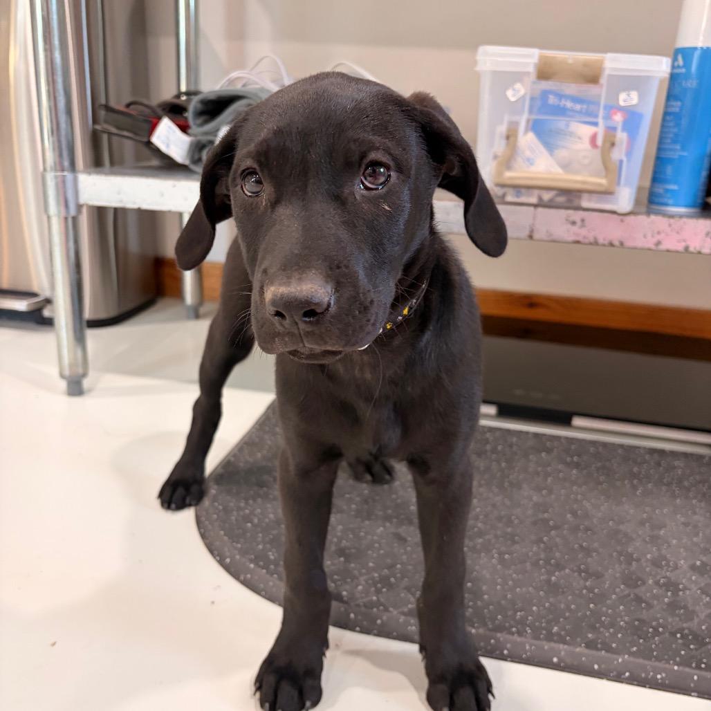 Enlarge Jasper, a Adoptable Black Labrador Retriever in Harlingen, TX image 1/1