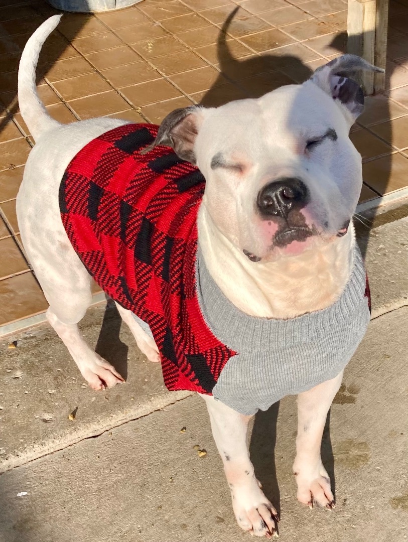 Jasper, a Adoptable mixed breed in Sandusky, MI image 1/13