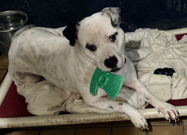 Jasper, a Adoptable mixed breed in Sandusky, MI image 2/13