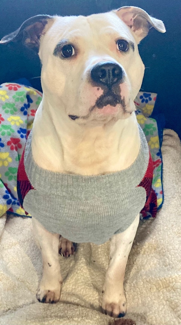 Jasper, a Adoptable mixed breed in Sandusky, MI image 3/13