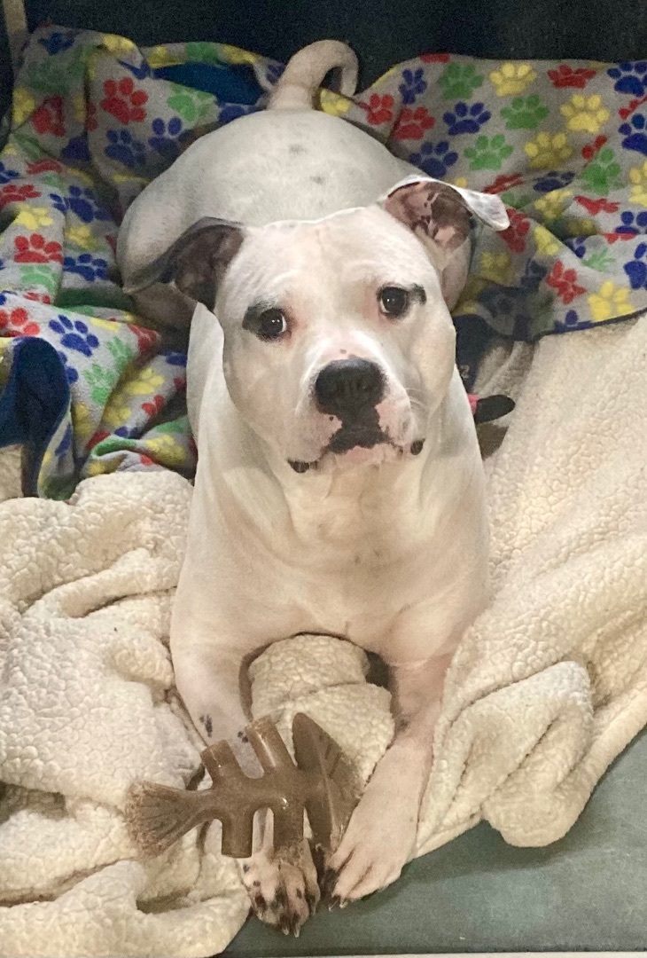 Jasper, a Adoptable mixed breed in Sandusky, MI image 4/13