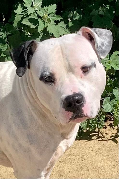 Jasper, a Adoptable mixed breed in Sandusky, MI image 5/13