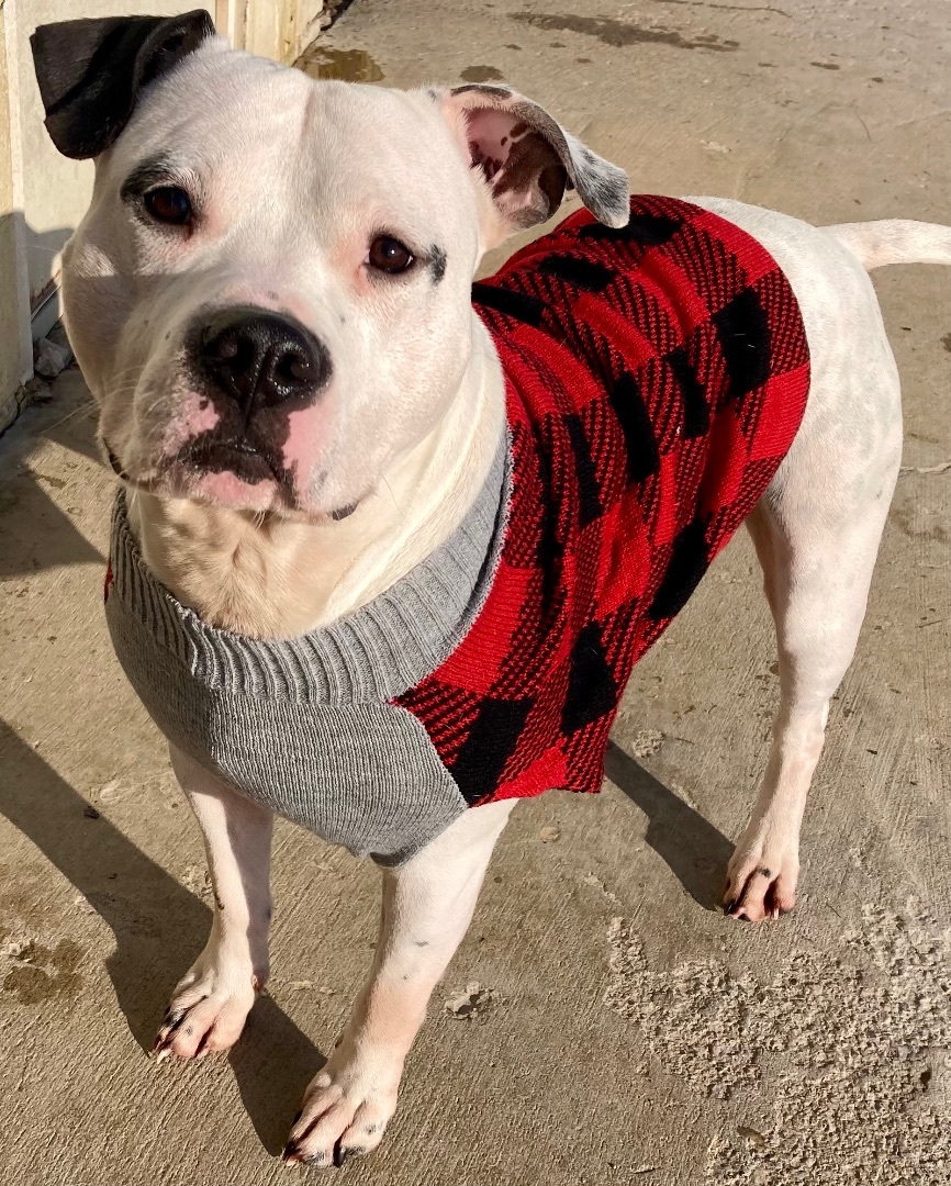 Jasper, a Adoptable mixed breed in Sandusky, MI image 6/13