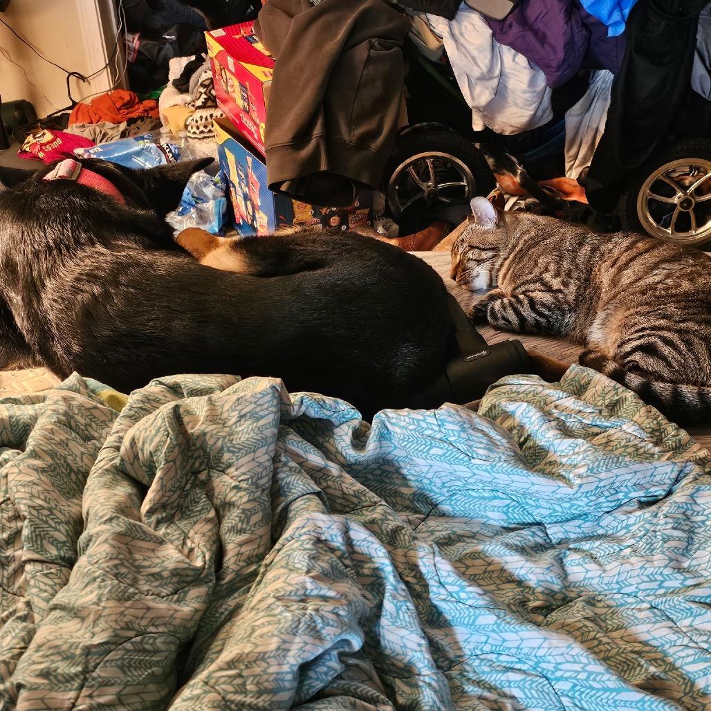 Nellie, Adoptable, Adult Female German Shepherd Dog & Mixed Breed.