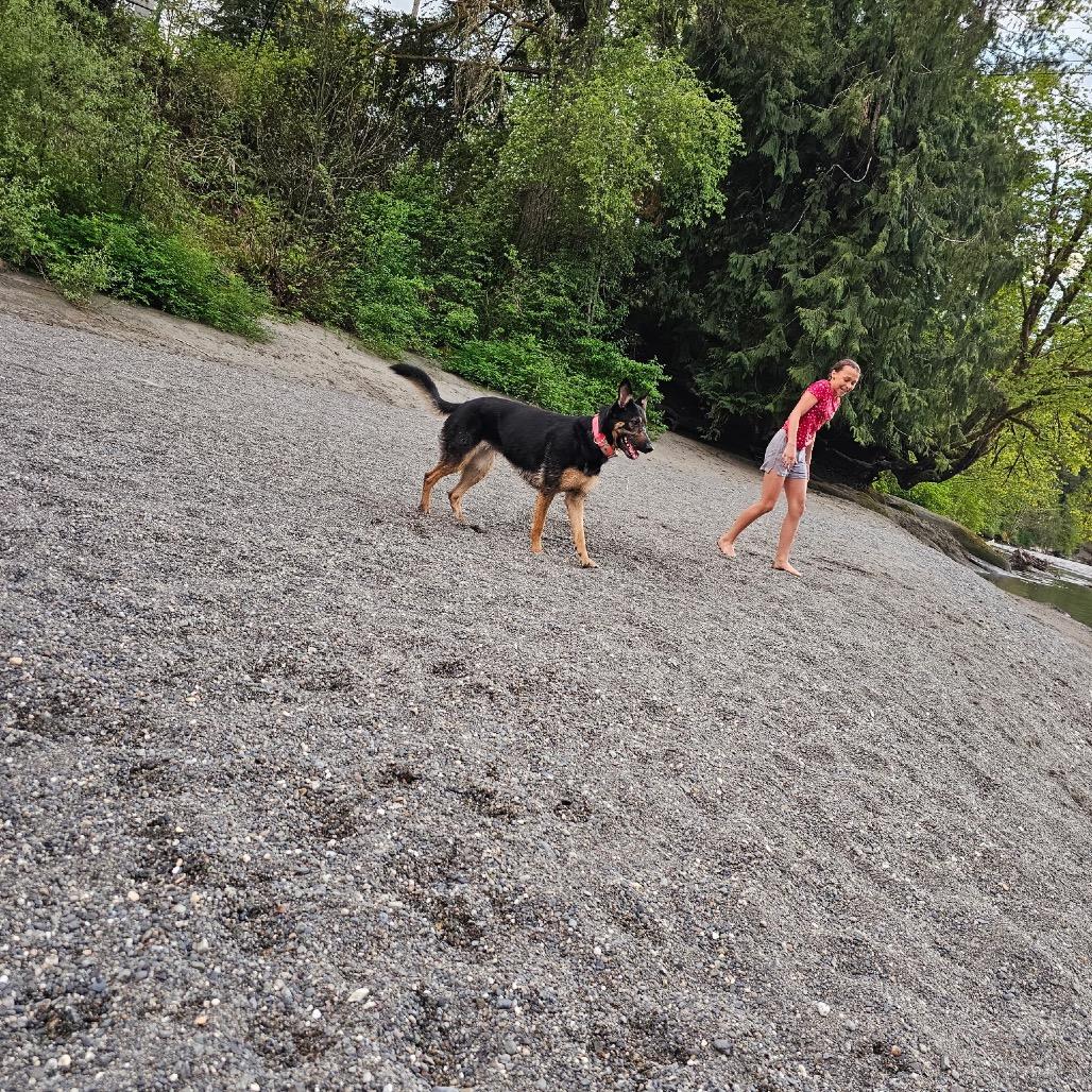 Nellie, a Adoptable mixed breed in Bellingham, WA image 2/6