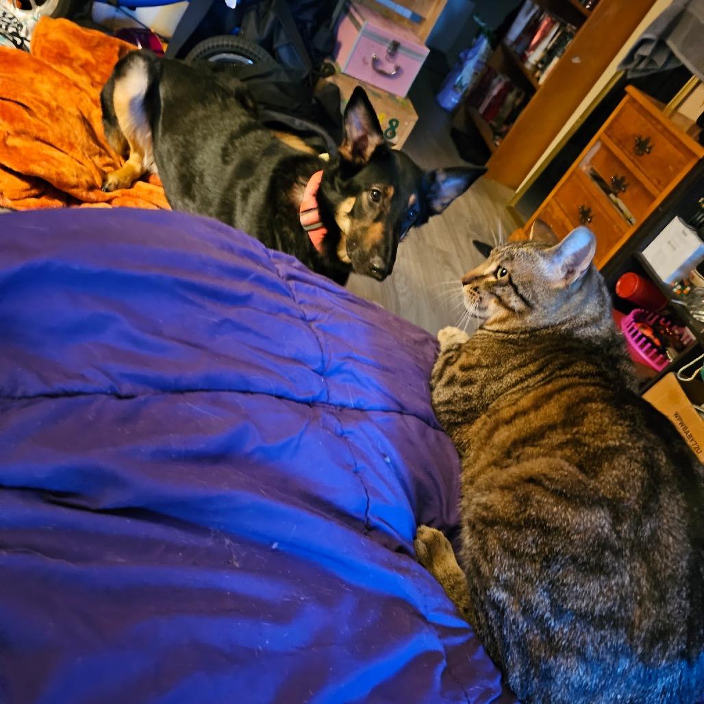 Nellie, a Adoptable mixed breed in Bellingham, WA image 3/6