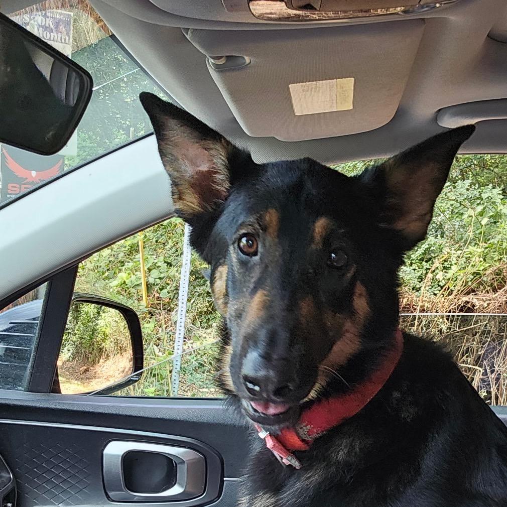 Nellie, a Adoptable mixed breed in Bellingham, WA image 4/6