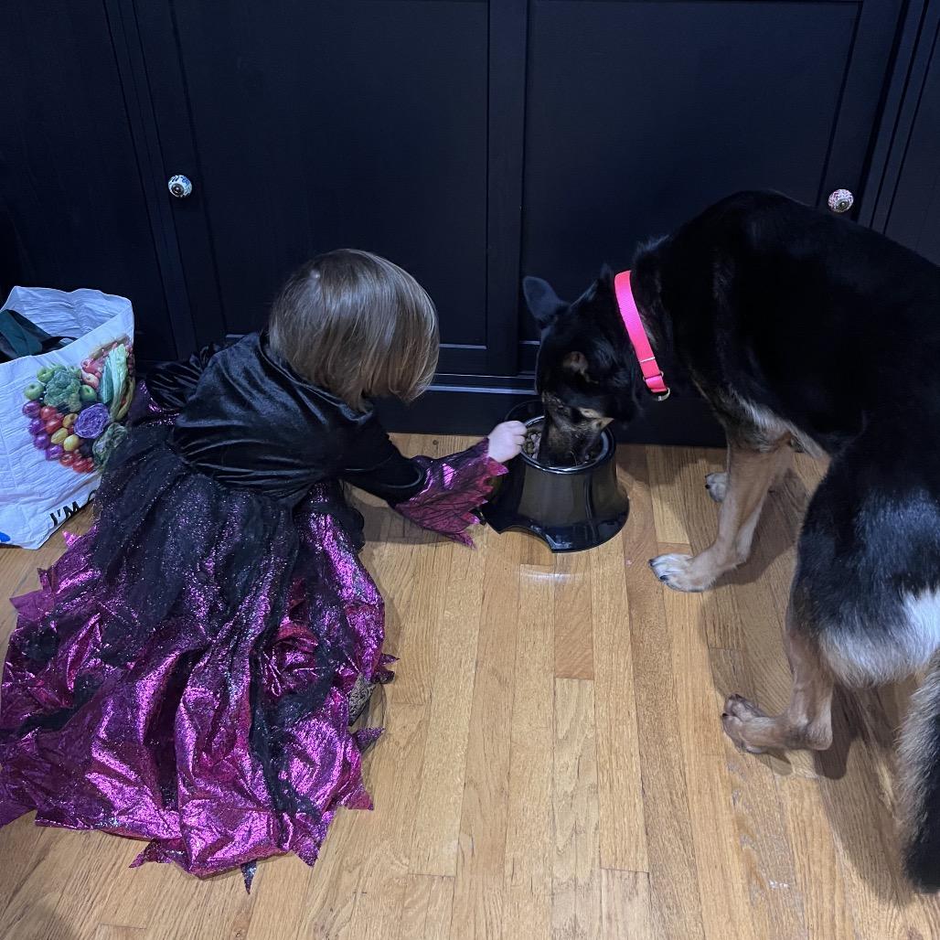 Nellie, a Adoptable mixed breed in Bellingham, WA image 6/6