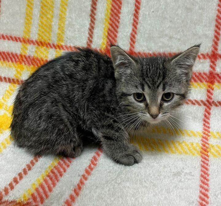Sweet Pea, an adopted Domestic Short Hair in Jackson, MI image 3/6