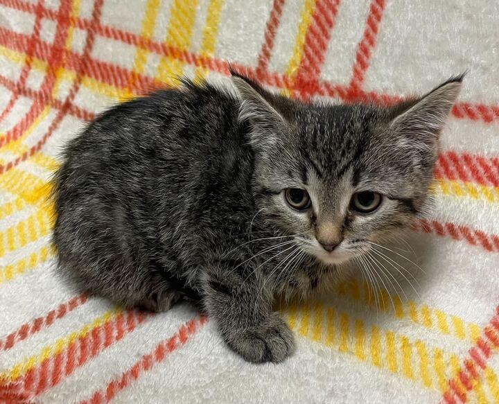 Sweet Pea, an adopted Domestic Short Hair in Jackson, MI image 4/6
