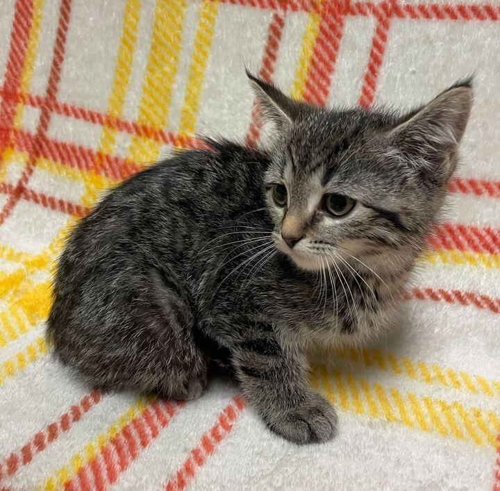 Sweet Pea, an adopted Domestic Short Hair in Jackson, MI image 5/6