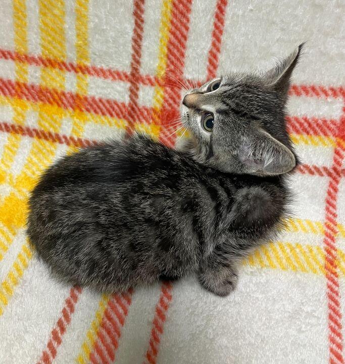 Sweet Pea, an adopted Domestic Short Hair in Jackson, MI image 6/6