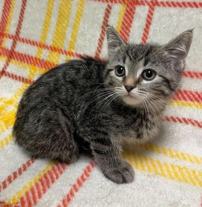 Sweet Pea, an adopted Domestic Short Hair in Jackson, MI image 1/6