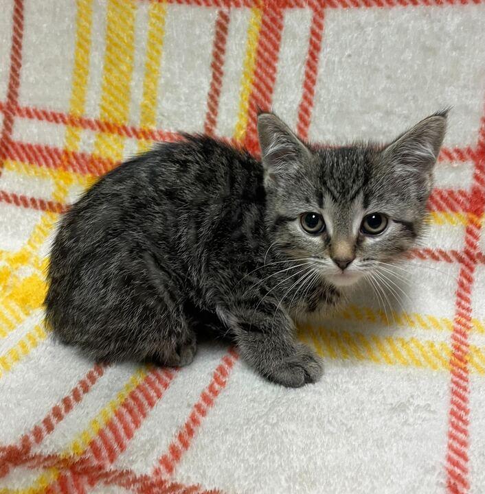 Sweet Pea, an adopted Domestic Short Hair in Jackson, MI image 2/6