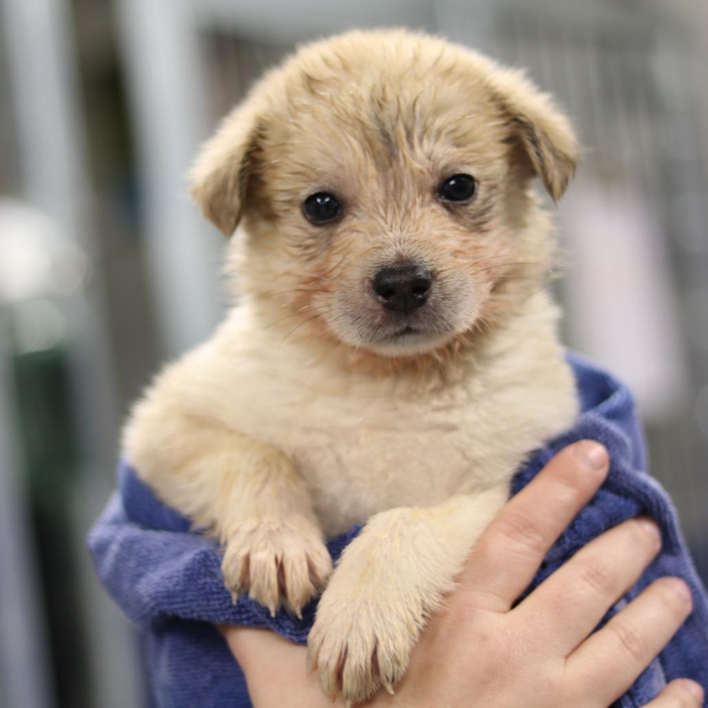 CT Street Bob avail Jan 31 (Old School Harley Davidson- Ellington, CT), Adoptable, Puppy Male Great Pyrenees.
