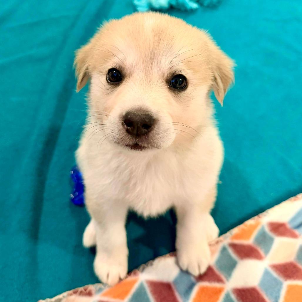 Enlarge CT Street Bob avail Jan 31 (Old School Harley Davidson- Ellington, CT), a Adoptable mixed breed in Eastford, CT image 3/3