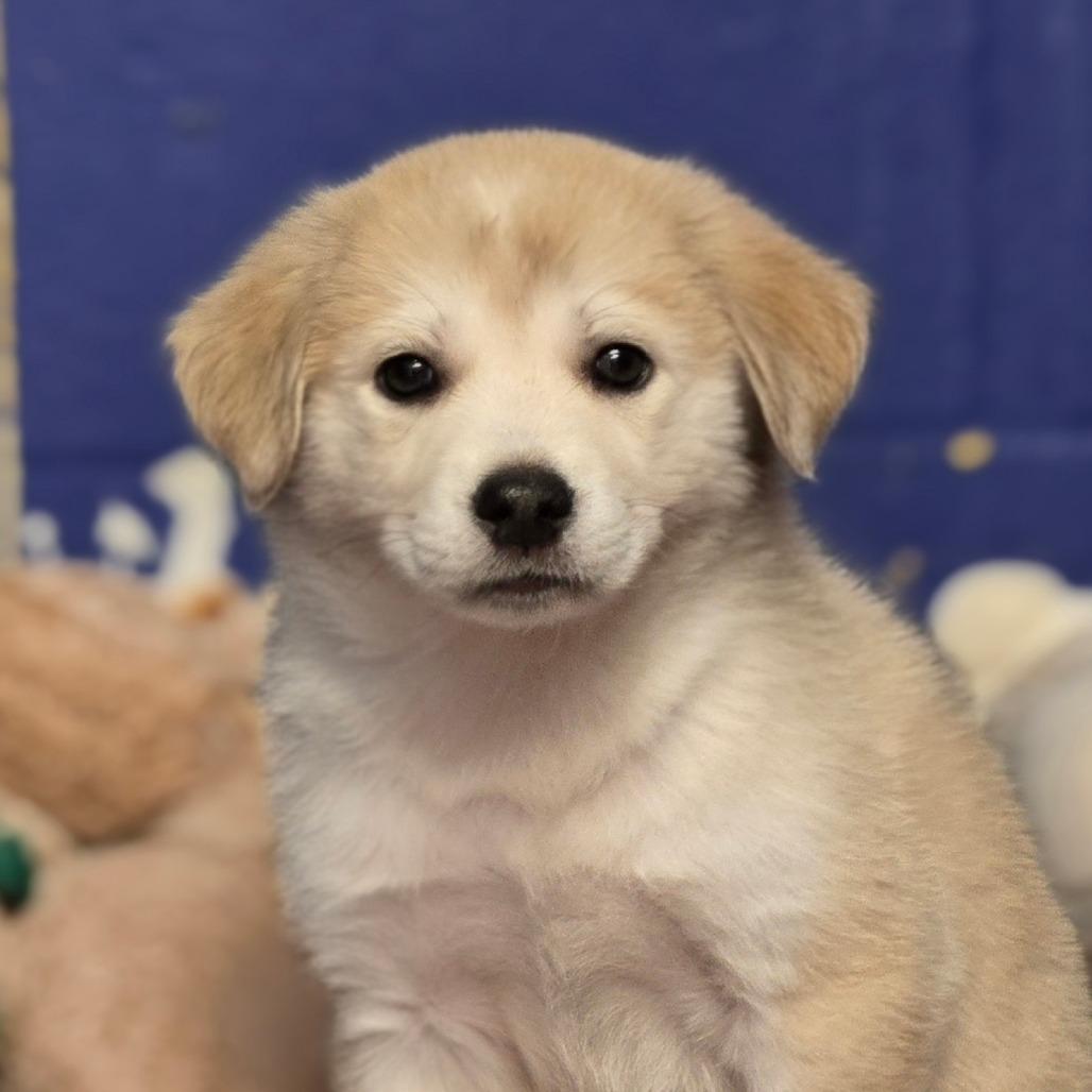 Ct Street Bob thumbnail 4