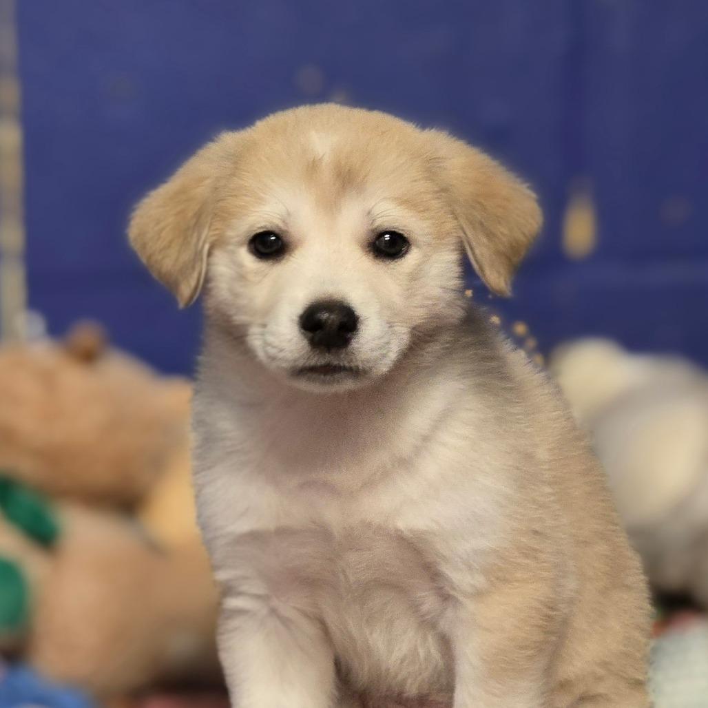 Ct Street Bob thumbnail 5