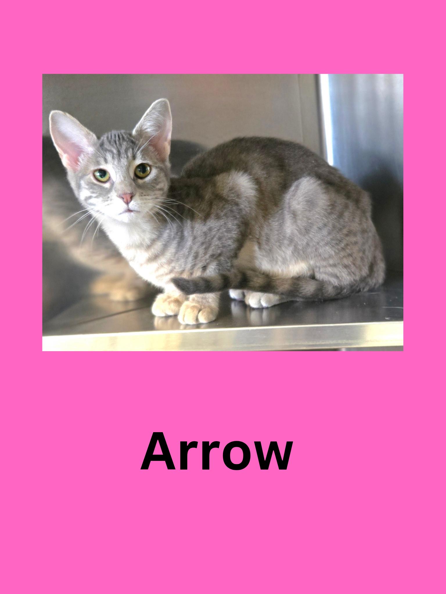 Enlarge Arrow, a ADOPTABLE Domestic Short Hair in Ravenna, OH image 1/1