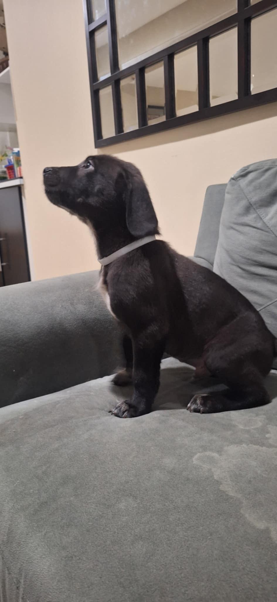 Tux