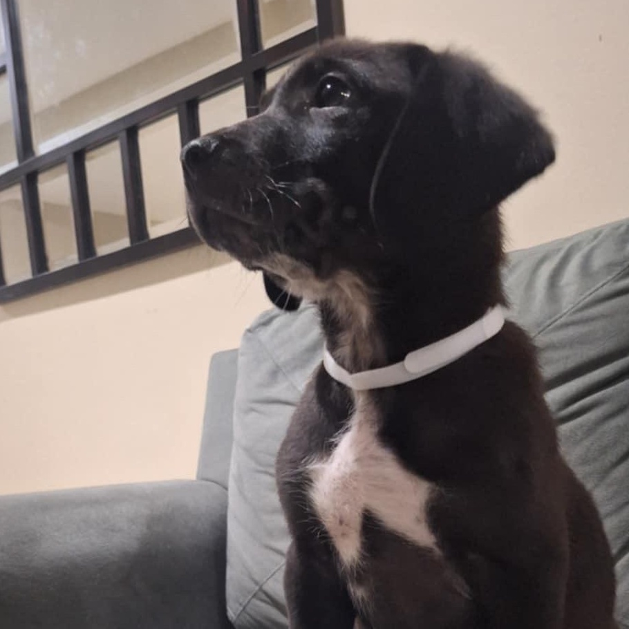 Tux