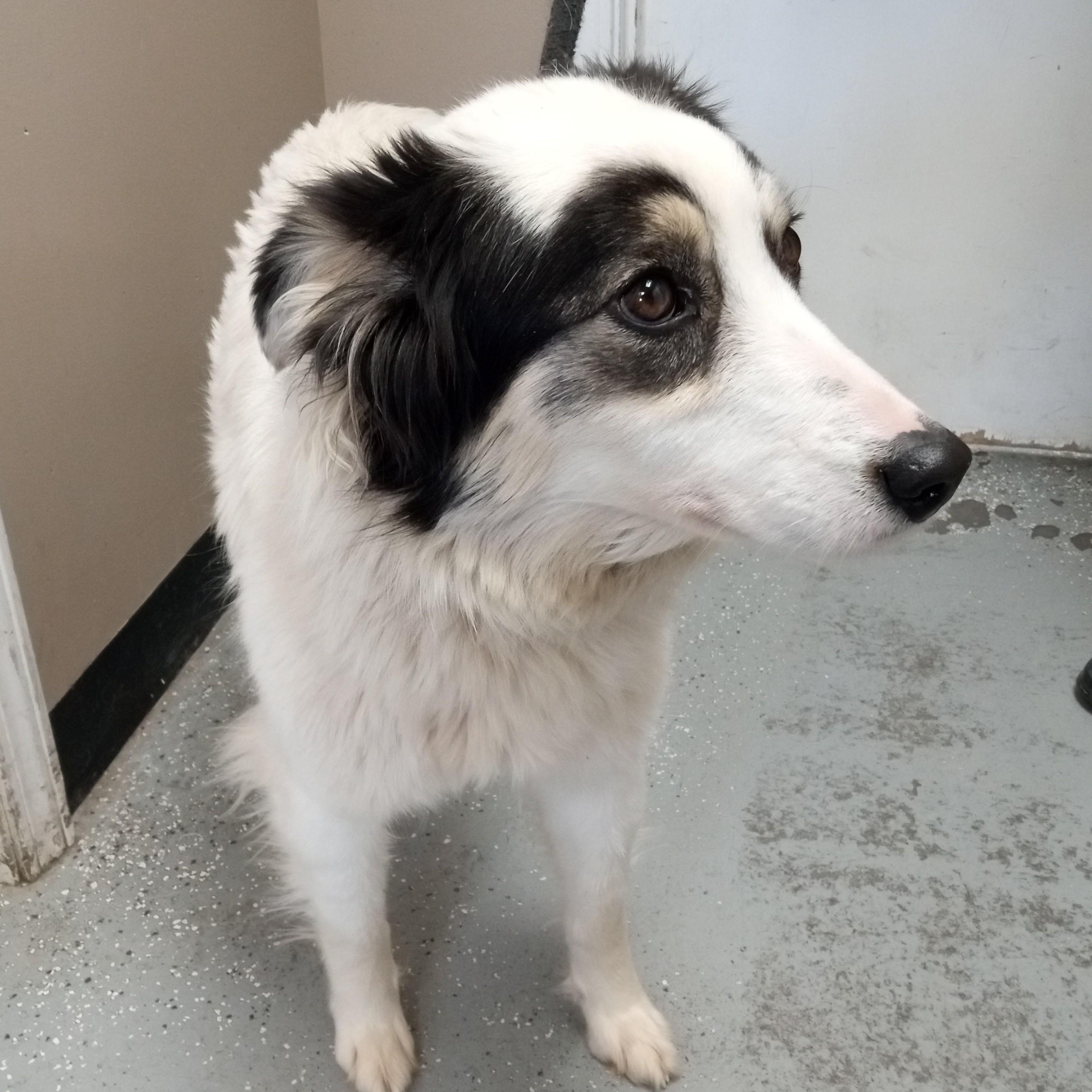 Canolli, ADOPTABLE, Adult Female Australian Shepherd.