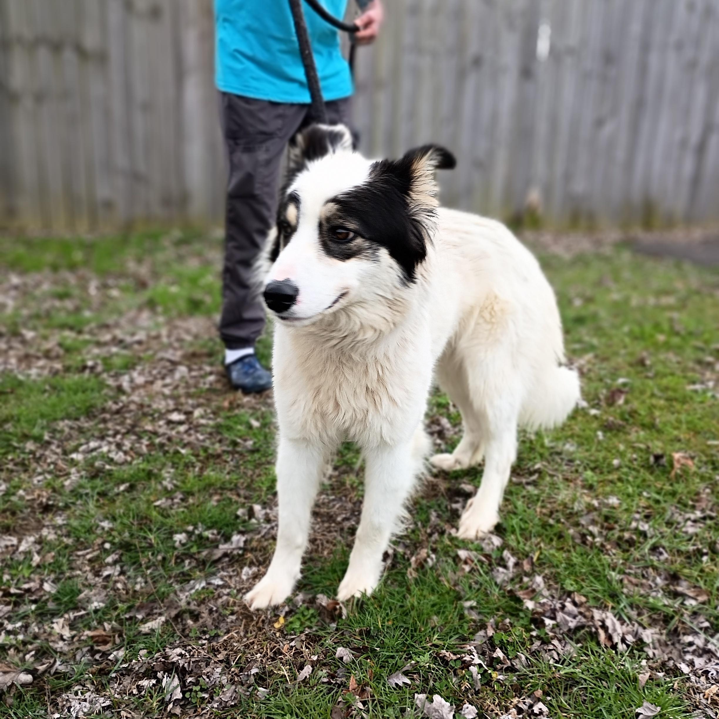 Canolli, ADOPTABLE, Adult Female Australian Shepherd.