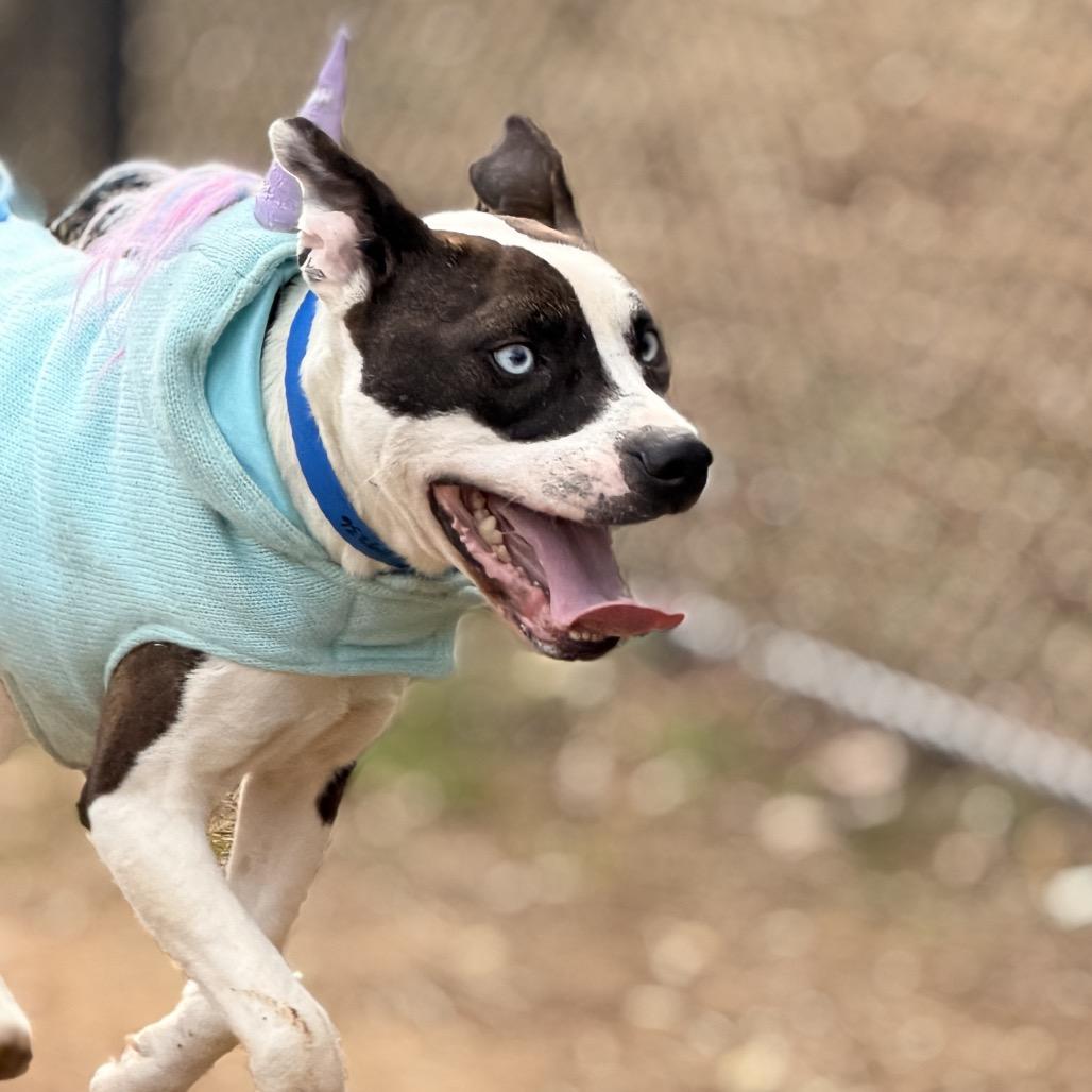 Blue — thumbnail 4