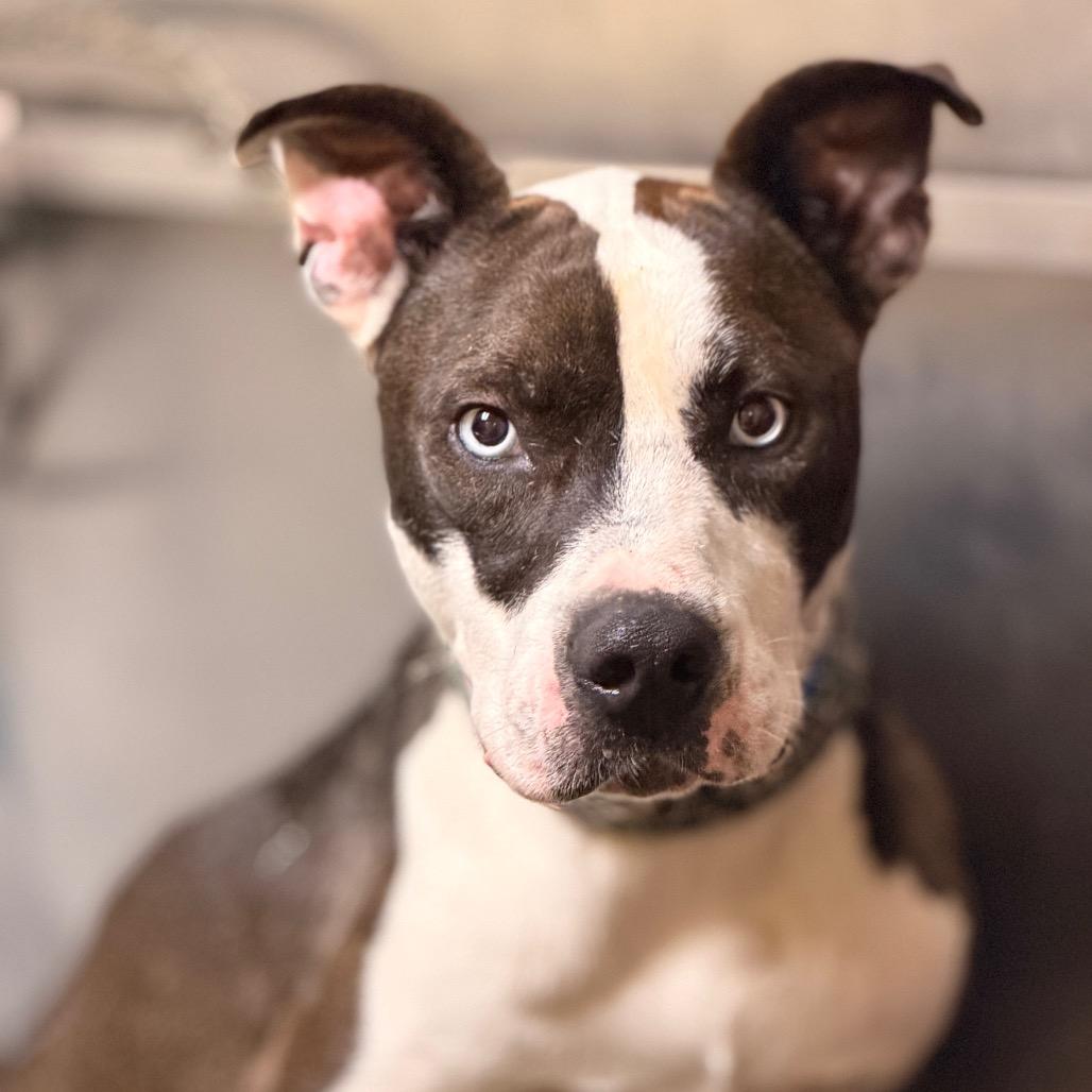 Blue — thumbnail 5