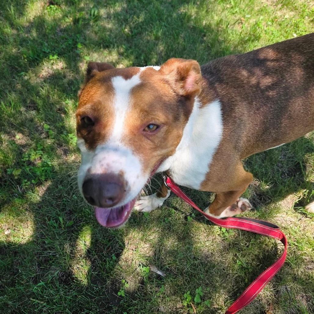 Cinnamon, Adoptable, Adult Female Terrier & Mixed Breed.