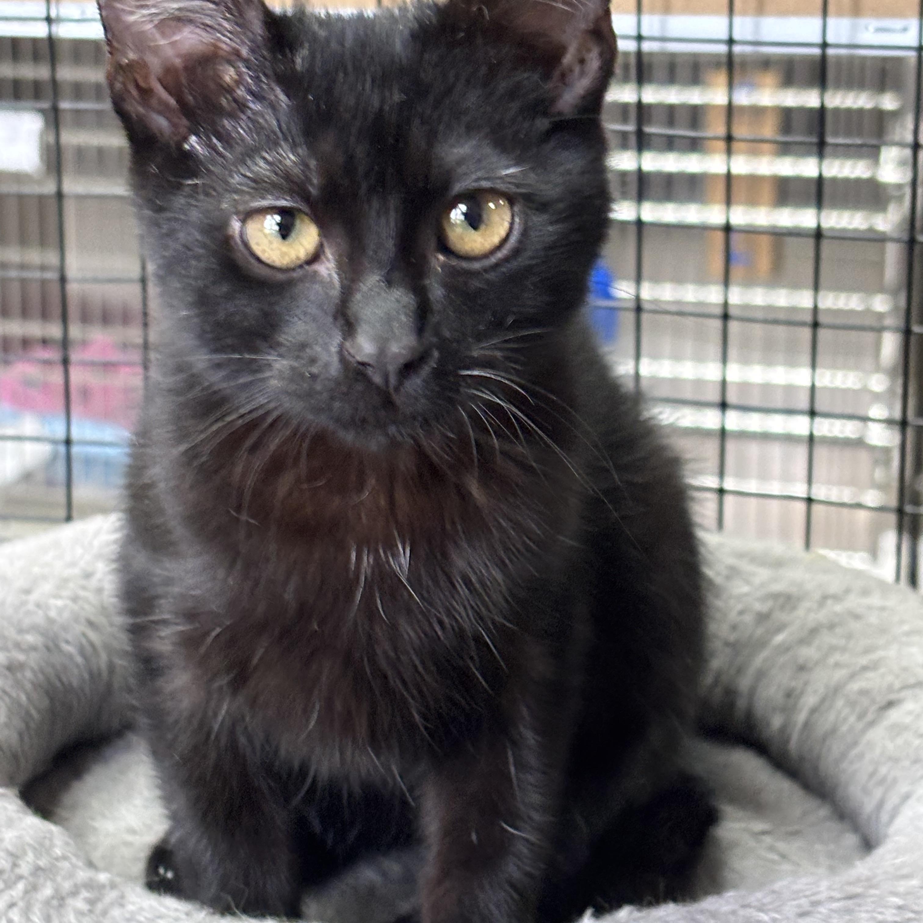 Enlarge Darren, an adopted Domestic Short Hair in Collierville, TN image 2/3