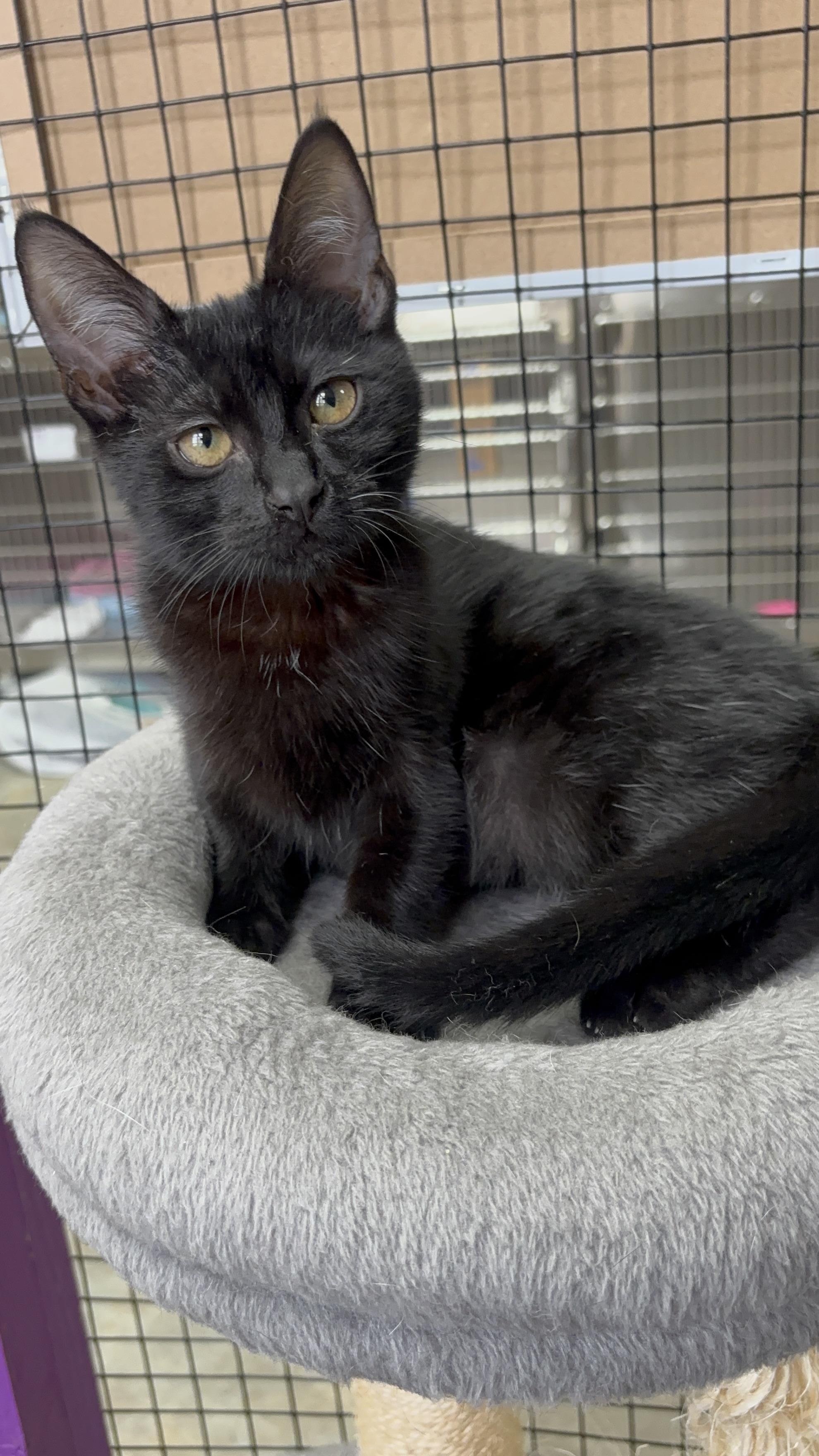 Darren, adopted, Kitten Male Domestic Short Hair.