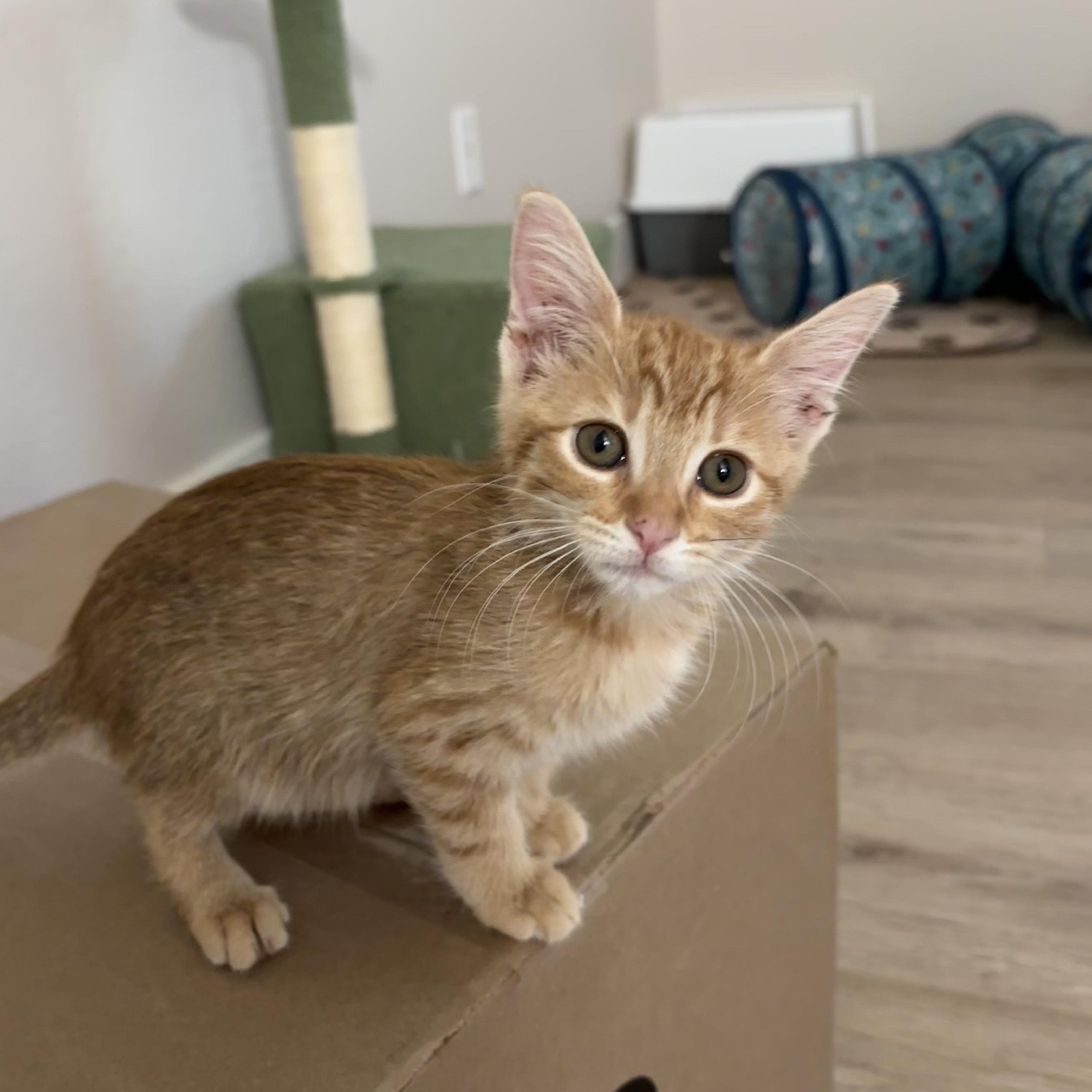LaLa, an adopted Domestic Short Hair in Gilbert, AZ image 2/4