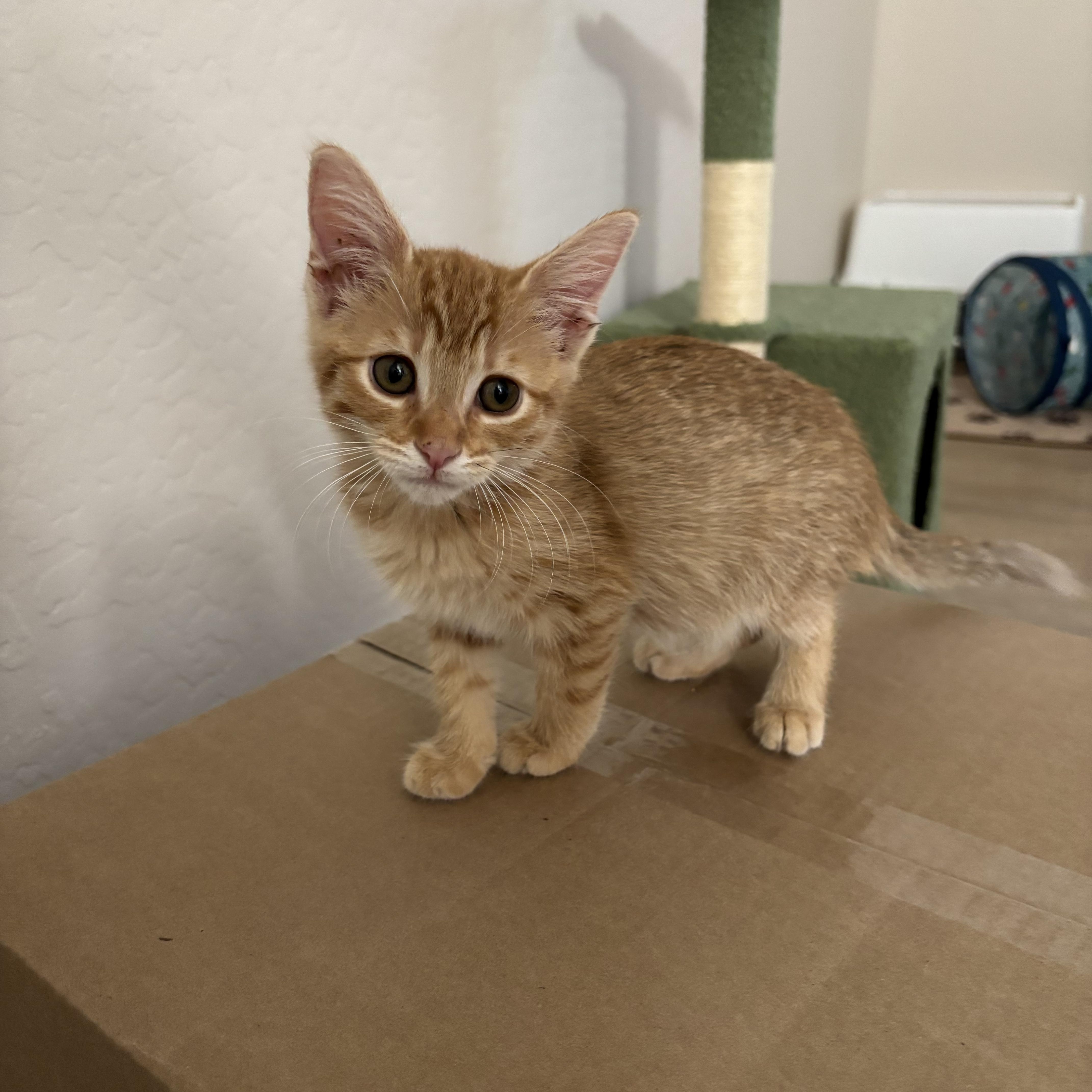 LaLa, an adopted Domestic Short Hair in Gilbert, AZ image 3/4