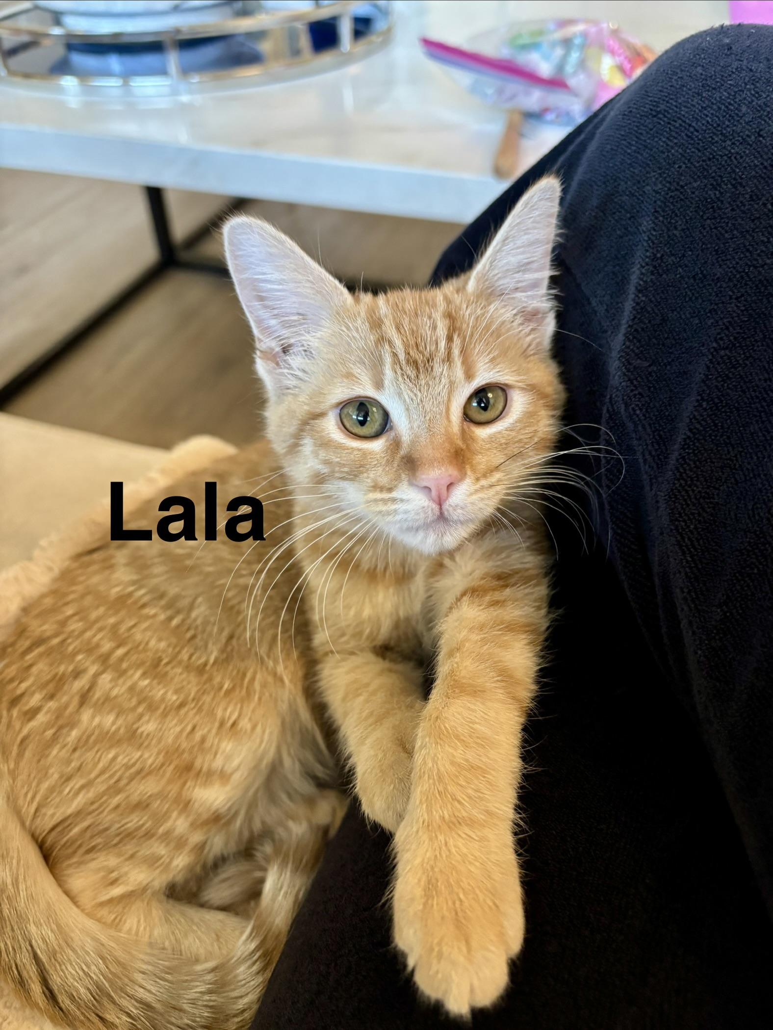 LaLa, an adopted Domestic Short Hair in Gilbert, AZ image 1/4