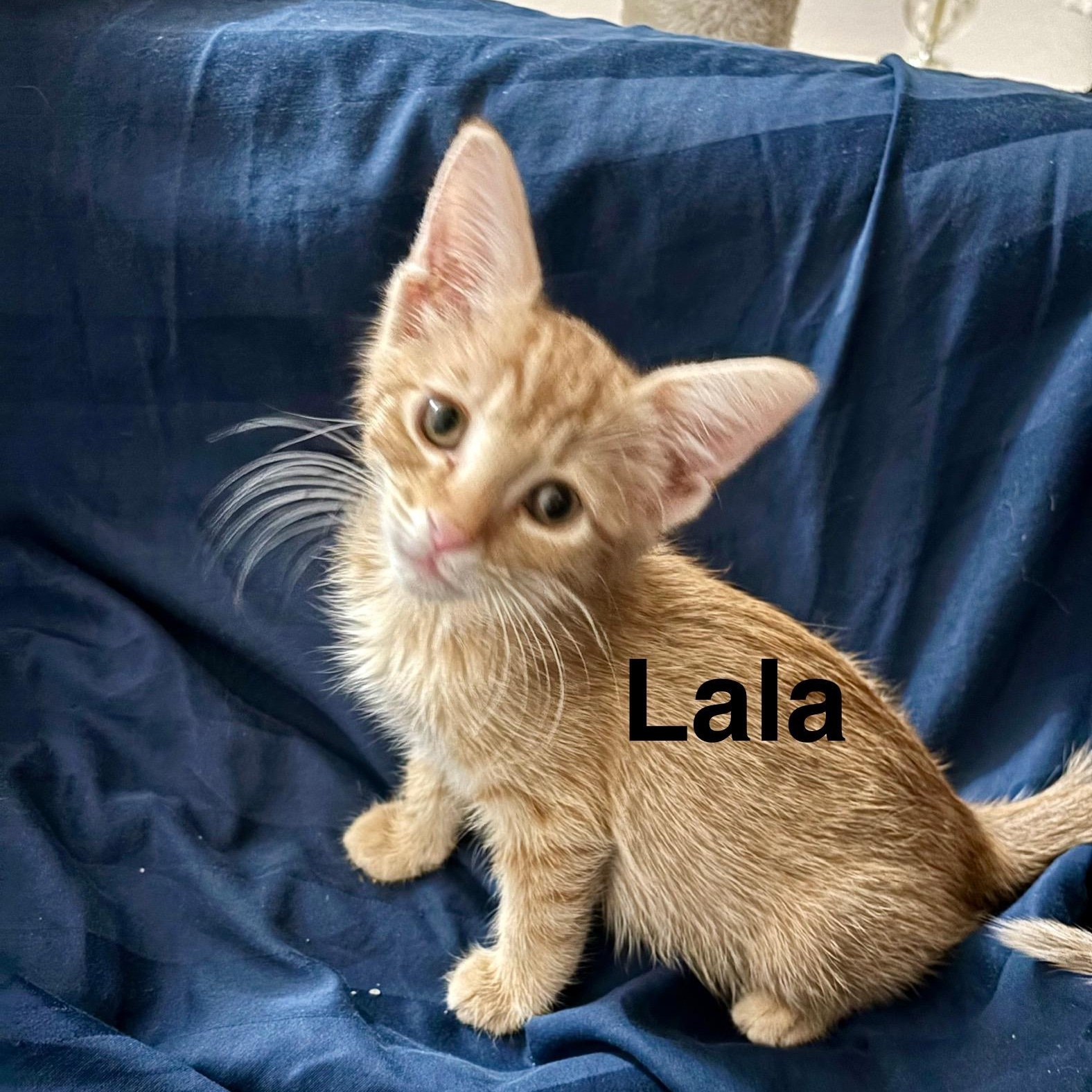 LaLa, an adopted Domestic Short Hair in Gilbert, AZ image 4/4