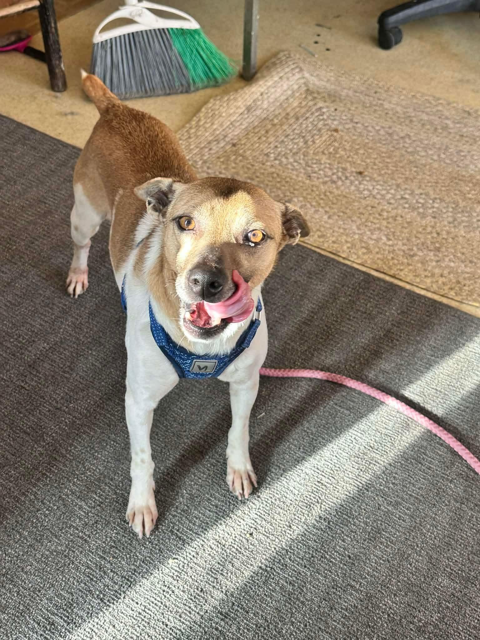 Enlarge Gravy, a ADOPTABLE mixed breed in Westwood, NJ image 3/4
