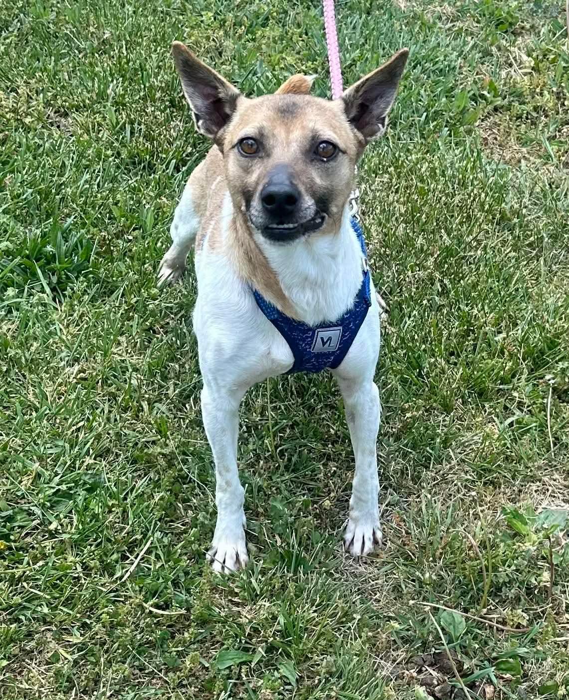 Enlarge Gravy, a ADOPTABLE mixed breed in Westwood, NJ image 1/4