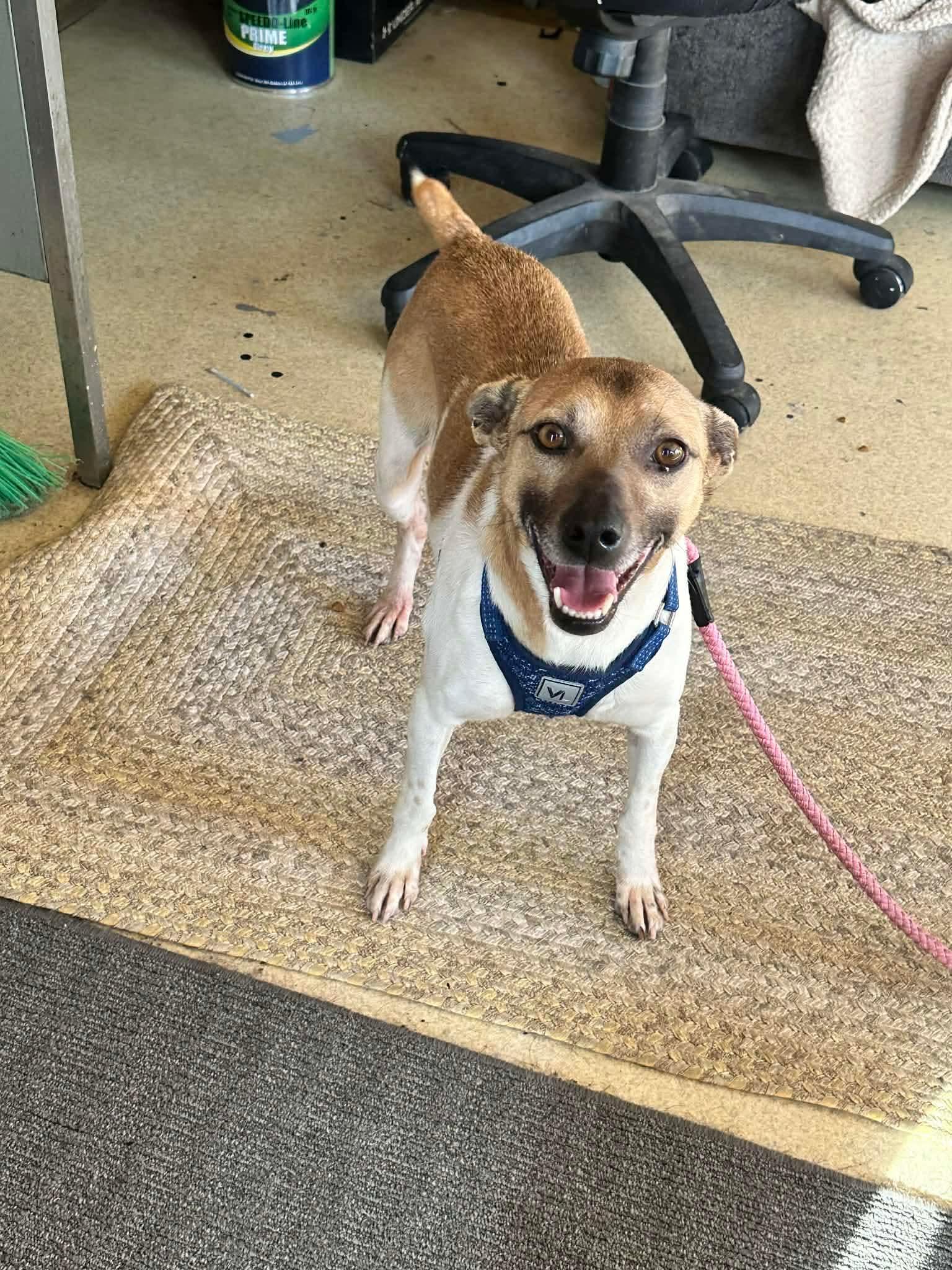 Enlarge Gravy, a ADOPTABLE mixed breed in Westwood, NJ image 4/4